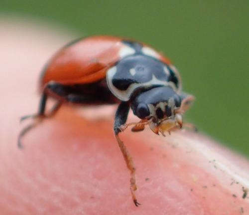 Hippodamia variegata